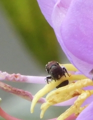 Ceratina unimaculata