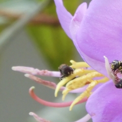 Ceratina unimaculata