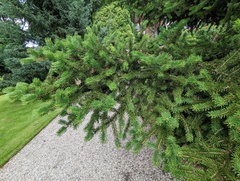 Picea polita