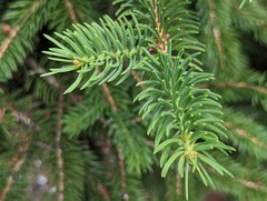 Picea polita