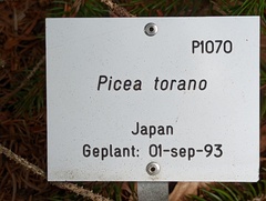 Picea polita