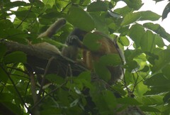 Trachypithecus pileatus