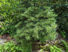 Rhododendron macrosepalum