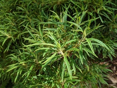 Rhododendron macrosepalum