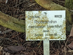 Rhododendron macrosepalum