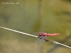 Crocothemis erythraea