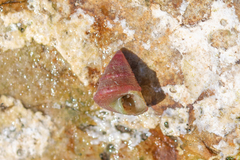 Jujubinus exasperatus