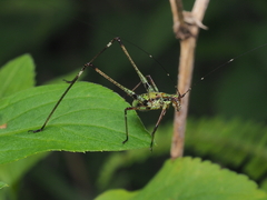 Phaneroptera nigroantennata
