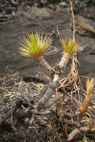 Microdracoides squamosa image