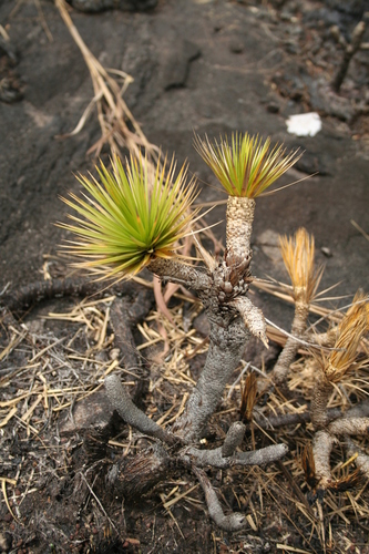 Microdracoides squamosa image