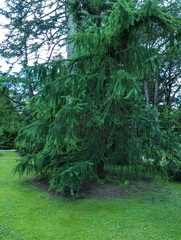 Larix mastersiana