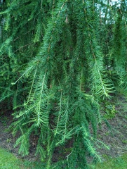 Larix mastersiana