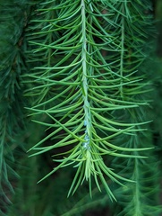 Larix mastersiana