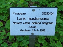 Larix mastersiana