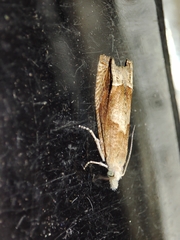 Eucosma conterminana