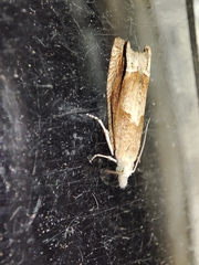 Eucosma conterminana