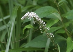 Lysimachia clethroides