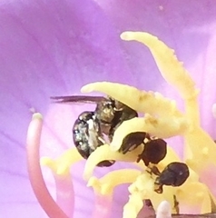 Ceratina unimaculata