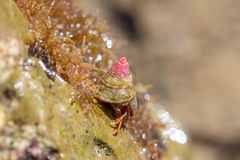 Jujubinus exasperatus
