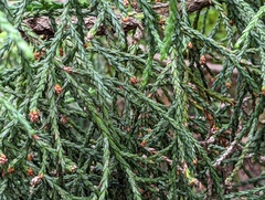 Athrotaxis × laxifolia