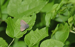 Satyrium ilicis