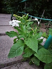 Nicotiana × sanderi