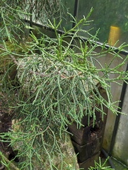 Athrotaxis × laxifolia