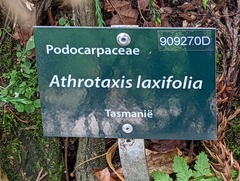 Athrotaxis × laxifolia