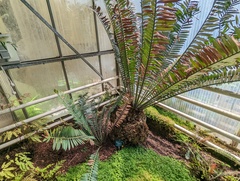 Encephalartos manikensis