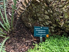 Encephalartos manikensis