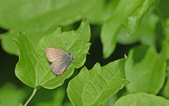 Satyrium ilicis
