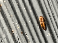 Conoderus vespertinus