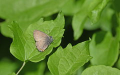 Satyrium ilicis