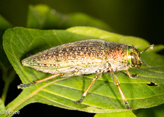 Lampetis affinis
