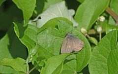 Satyrium ilicis