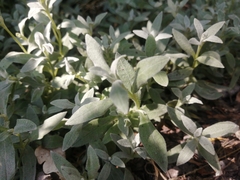 Buddleja scordioides