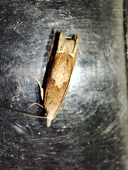 Eucosma conterminana