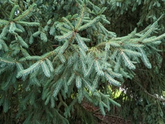 Picea purpurea