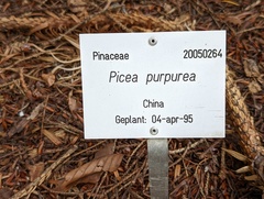 Picea purpurea