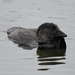 Eastern Musk Duck - Photo (c) Geoffrey Cox, some rights reserved (CC BY-NC), uploaded by Geoffrey Cox