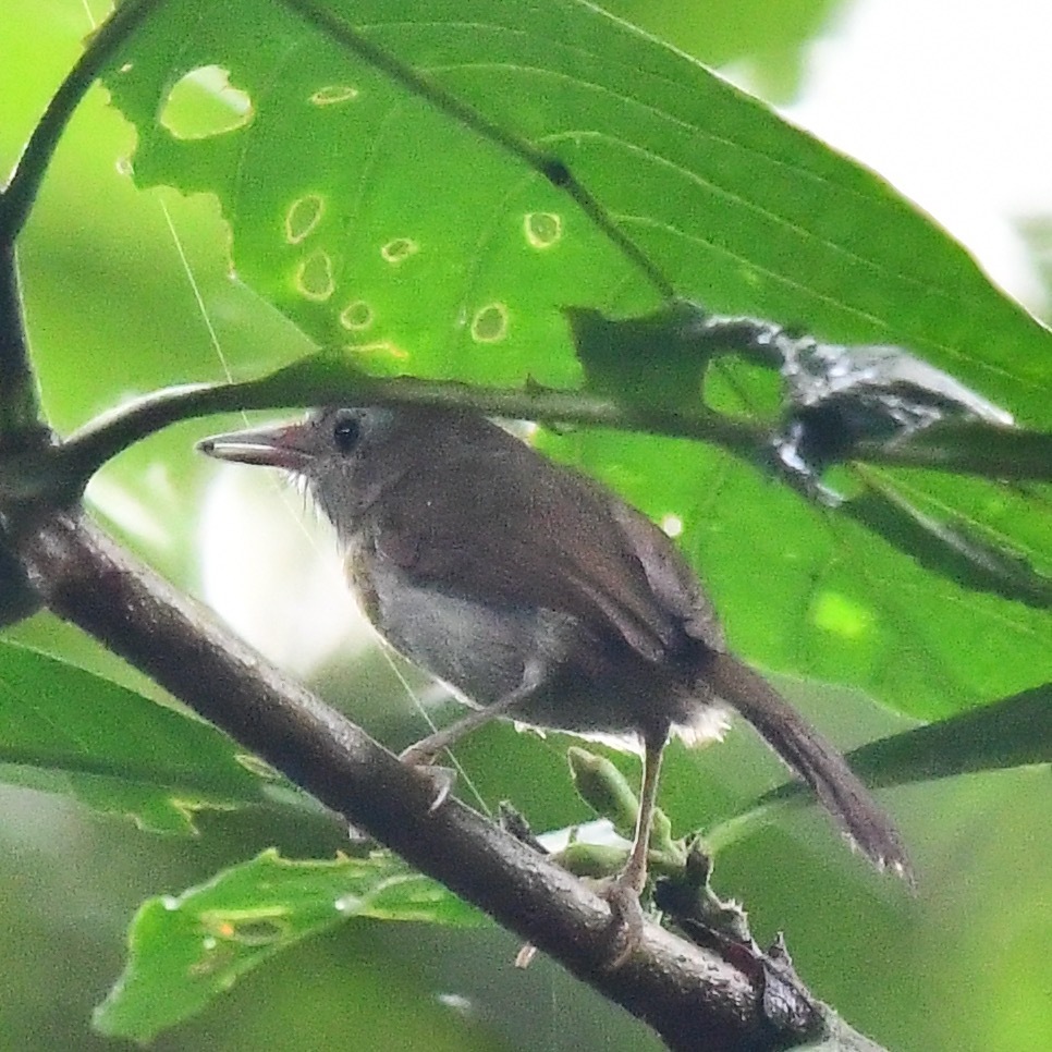 Rufous-fronted Babbler