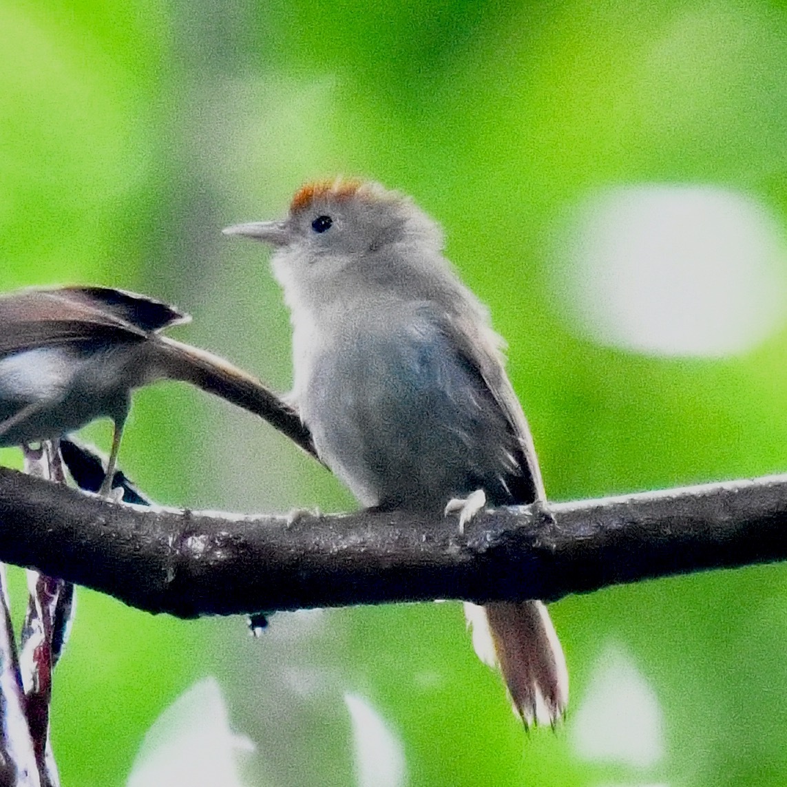 Rufous-fronted Babbler