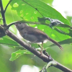 Cyanoderma rufifrons