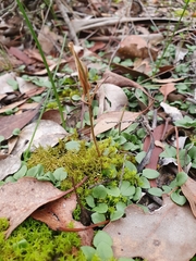 Pterostylis ampliata