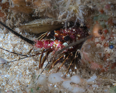 Panulirus marginatus