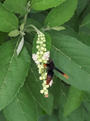 Rhynchium haemorrhoidale