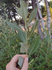 Salix alaxensis
