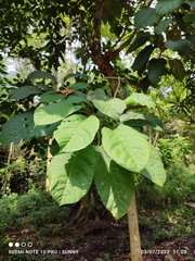 Sterculia oblongata