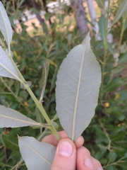 Salix alaxensis