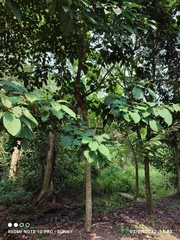 Sterculia oblongata